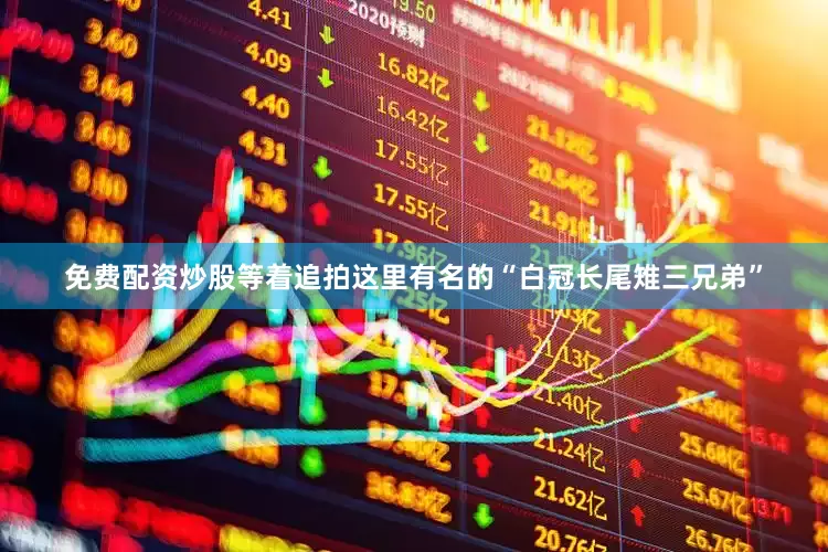 免费配资炒股等着追拍这里有名的“白冠长尾雉三兄弟”