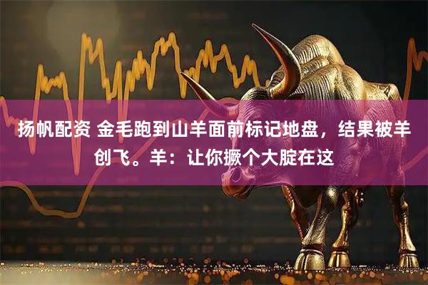 扬帆配资 金毛跑到山羊面前标记地盘，结果被羊创飞。羊：让你撅个大腚在这