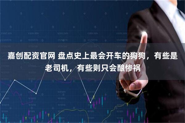 嘉创配资官网 盘点史上最会开车的狗狗，有些是老司机，有些则只会酿惨祸